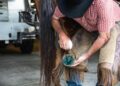 Tips for Treating Thrush in Horses: Proven Techniques for Recovery